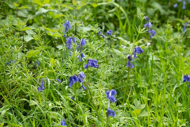 The garden springing into life…